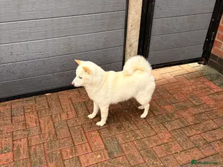 Japanese Shiba Inu dogs Japanese Shiba Inu - Advert 1