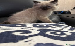 Ragdoll cats for sale: 2 stunning seal point ragdoll boys  - Image 22
