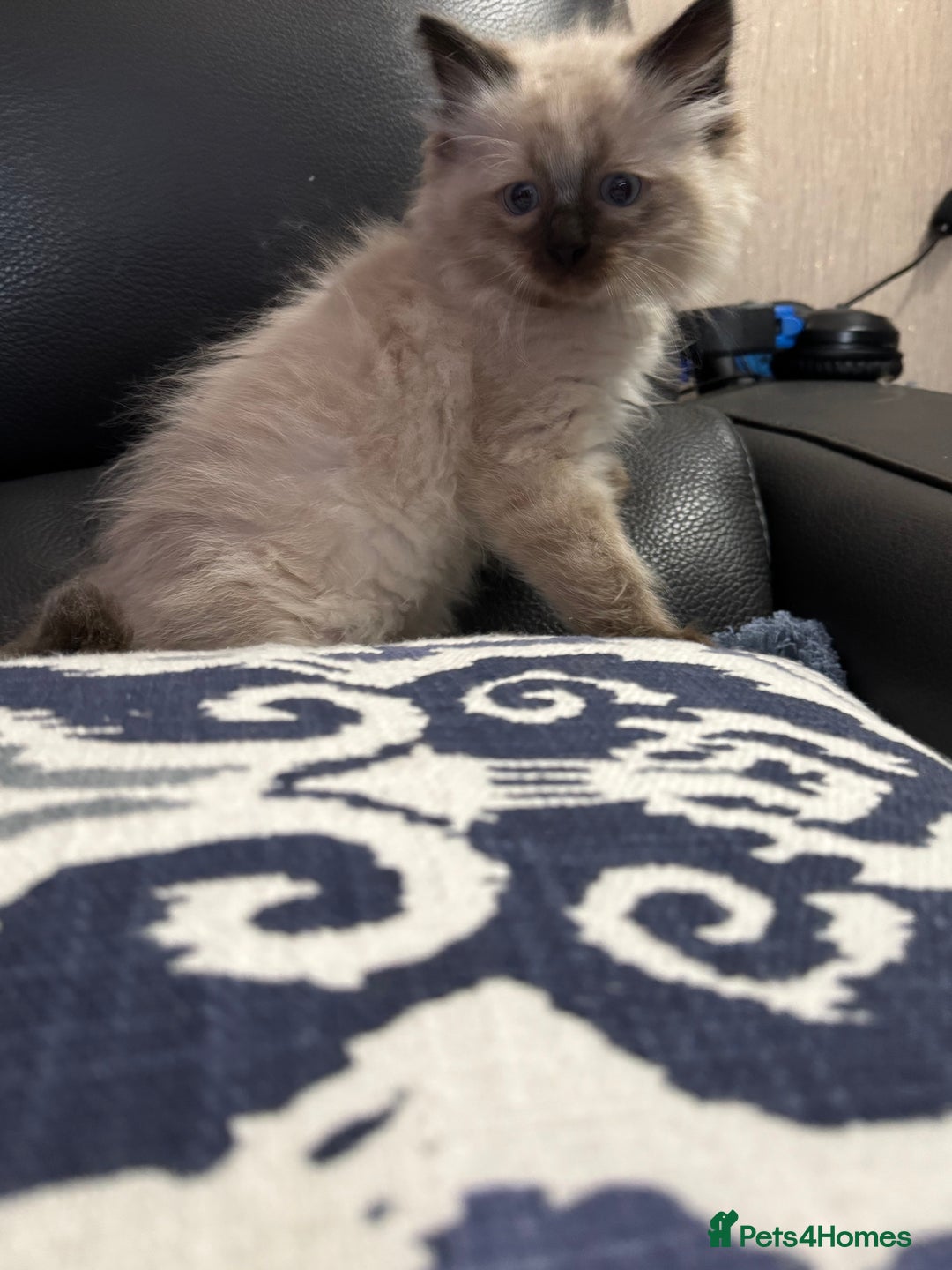 Ragdoll cats for sale: 2 stunning seal point ragdoll boys  - Image 22