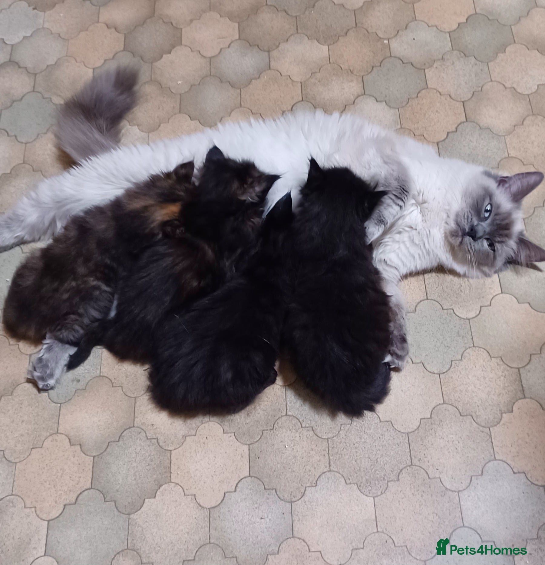 Mixed Breed cats for sale: 3 Ragdoll cross kittens, ready for thir new homes - Advert 1