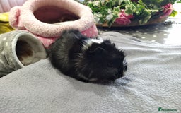 Guinea Pig rodents for sale: Five gorgeous male guinea pigs different breeds in Milnthorpe - Image 15