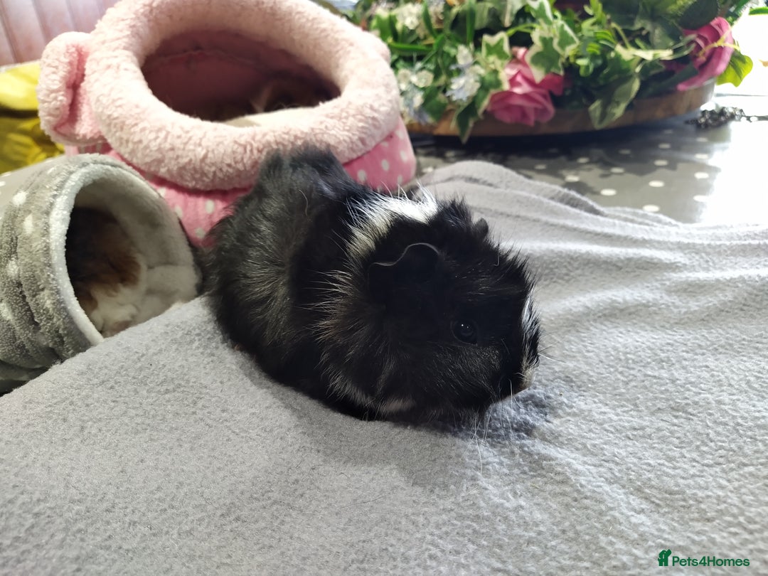 Guinea Pig rodents for sale: Five gorgeous male guinea pigs different breeds in Milnthorpe - Image 15