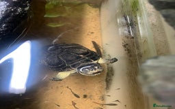 Turtle reptiles for sale: Dwarf African mud turtles - Advert 1