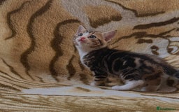 Mixed Breed cats for sale: 7 Beautiful Tabby Kitties in Greenford - Image 3