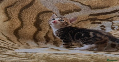 Mixed Breed cats - Advert 14