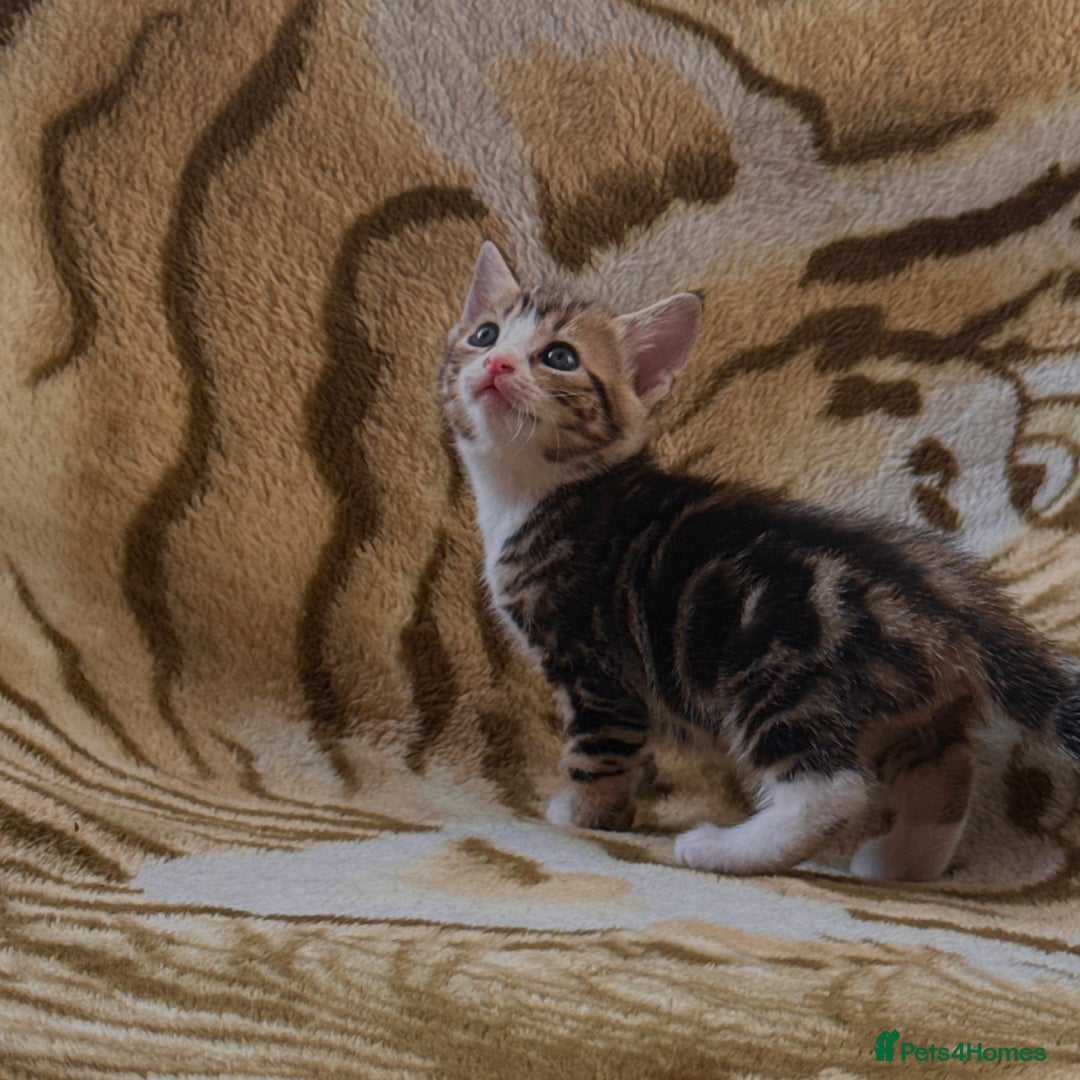 Mixed Breed cats for sale: 7 Beautiful Tabby Kitties in Greenford - Image 3