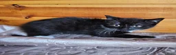 British Shorthair cats for sale: British shorthair crossed kitties  - Advert 24