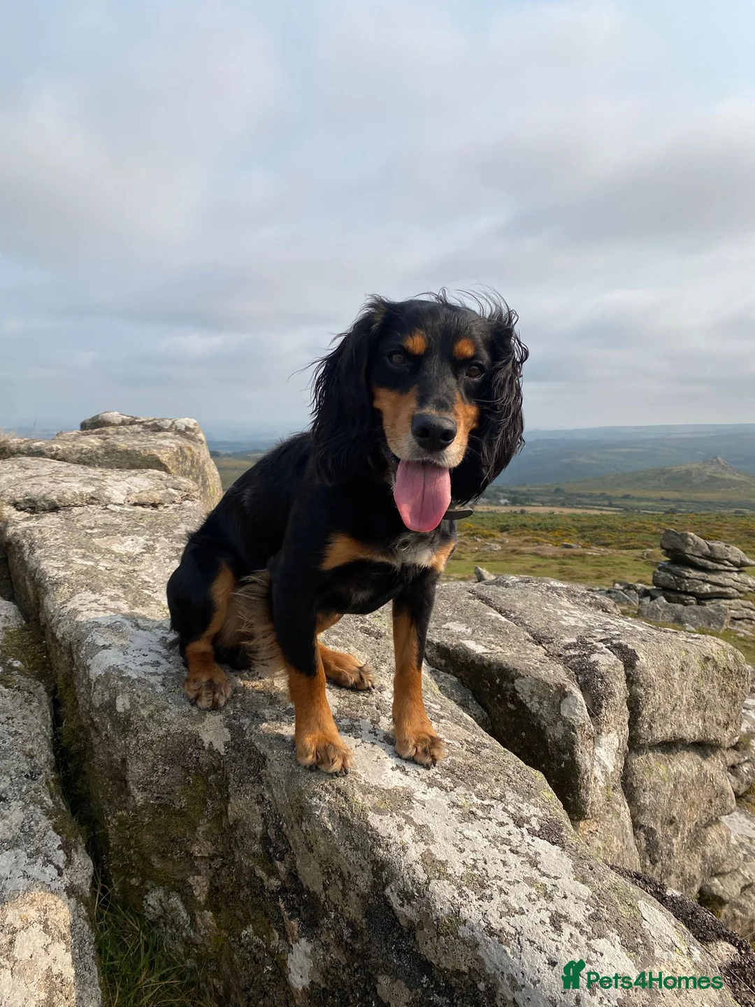 Sprocker dogs for sale: Beautiful working Sprocker puppies for sale in Crediton - Advert 8
