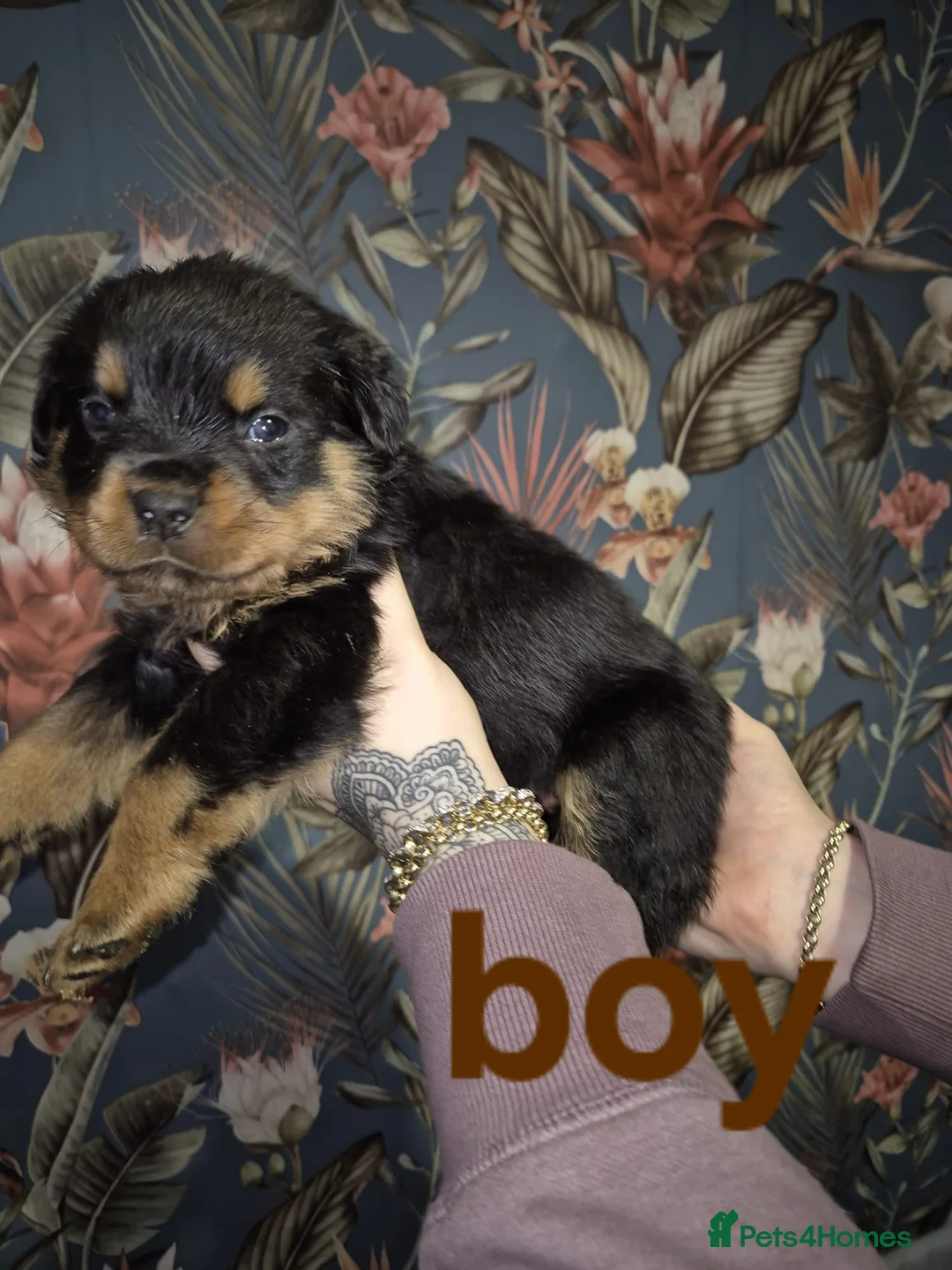 Rottweiler dogs for sale: 1 Left male Exceptional KC Registered Rottweiler  - Advert 25