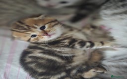 British Shorthair cats for sale: 🥰Beautiful kittens with rare colouring🥰 - Image 5