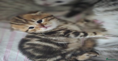 British Shorthair cats - Advert 4