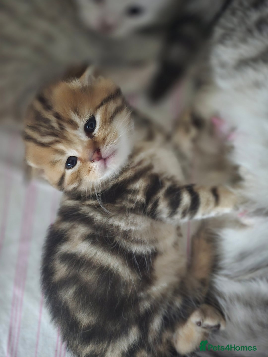 British Shorthair cats for sale: 🥰Beautiful kittens with rare colouring🥰 - Image 5