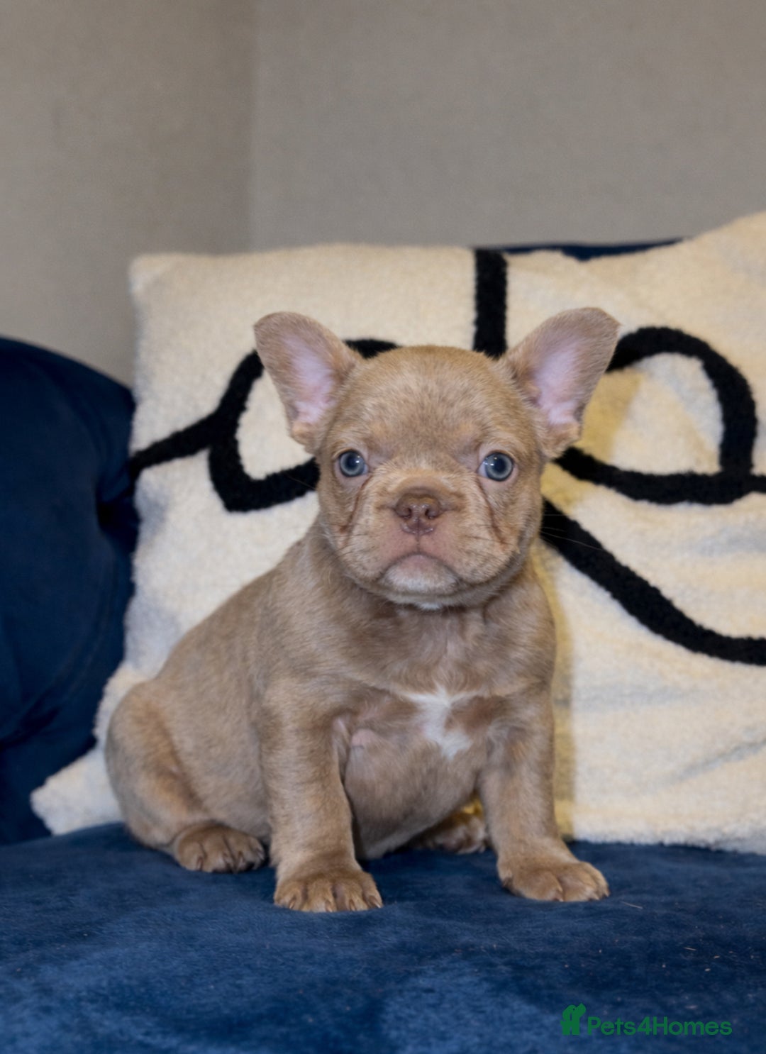French Bulldog dogs for sale: Rojo french bulldog puppies - Advert 4