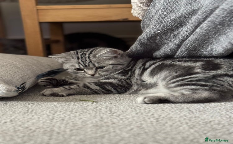 British Shorthair cats Beautiful registered British Shorthaired Kittens - Advert 10