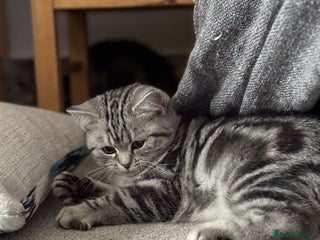 British Shorthair cats Beautiful registered British Shorthaired Kittens - Advert 10