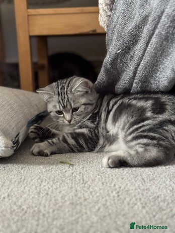 British Shorthair cats Beautiful registered British Shorthaired Kittens - Advert 10