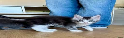 Maine Coon cats for sale: ⭐️⭐️GCCF Registered ⭐️⭐️ - Advert 5