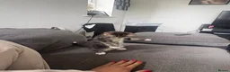 Mixed Breed cats for sale: One beautiful tabby boy for sale - Advert 4