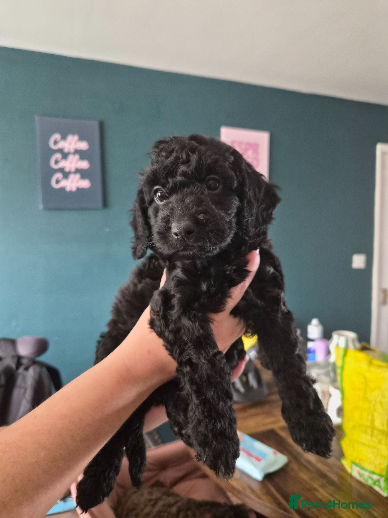 Cockapoo dogs Cockapoos f1bs - Advert 5