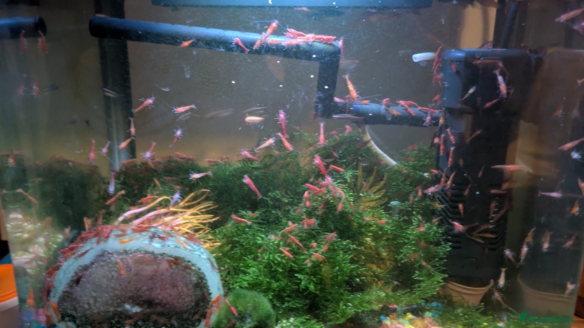 Shrimps fish Red Cherry Shrimps  - Advert 2