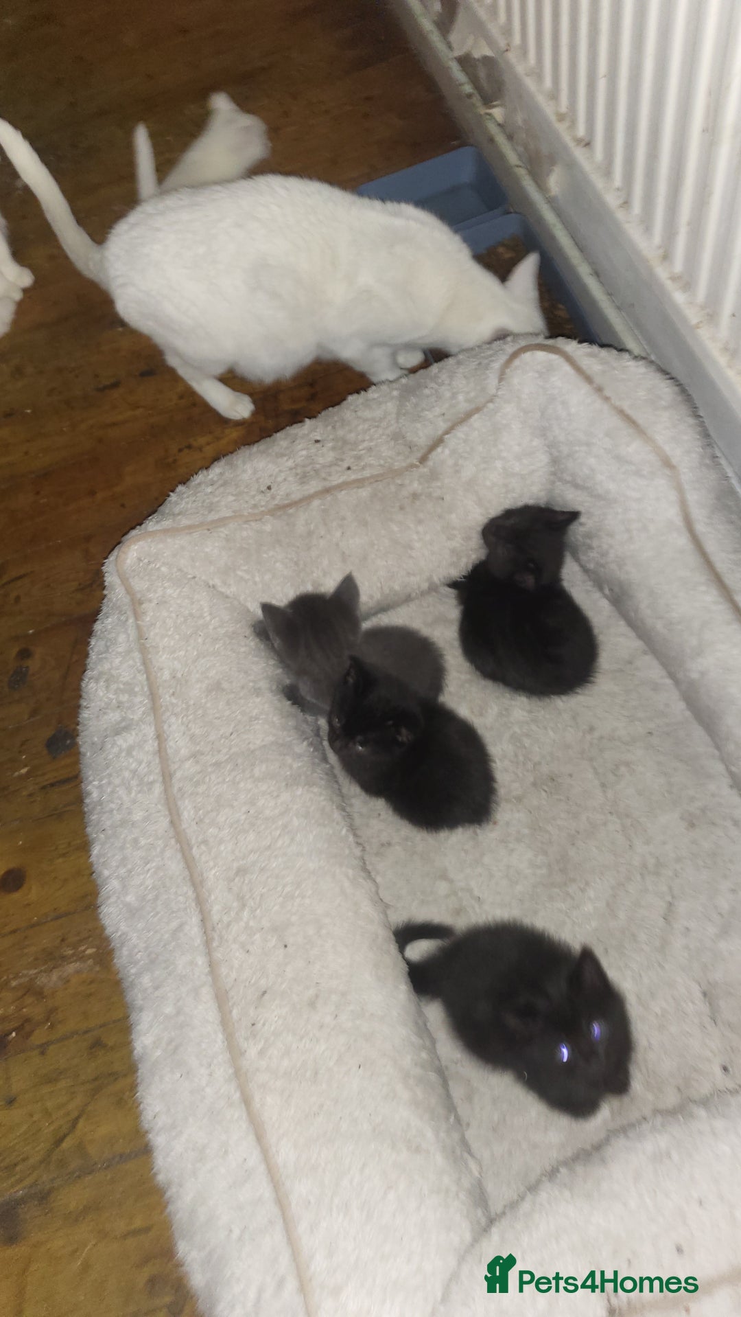 Mixed Breed cats for sale: 7 lovely kittens  - Advert 11