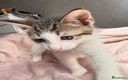 British Shorthair cats for sale: Two Adorable Male Kittens - Image 6