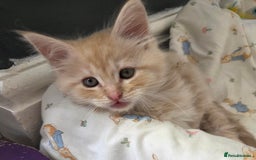 Maine Coon cats for sale: Stunning Maine Coon Kittens - Ready NOW -  - Image 14