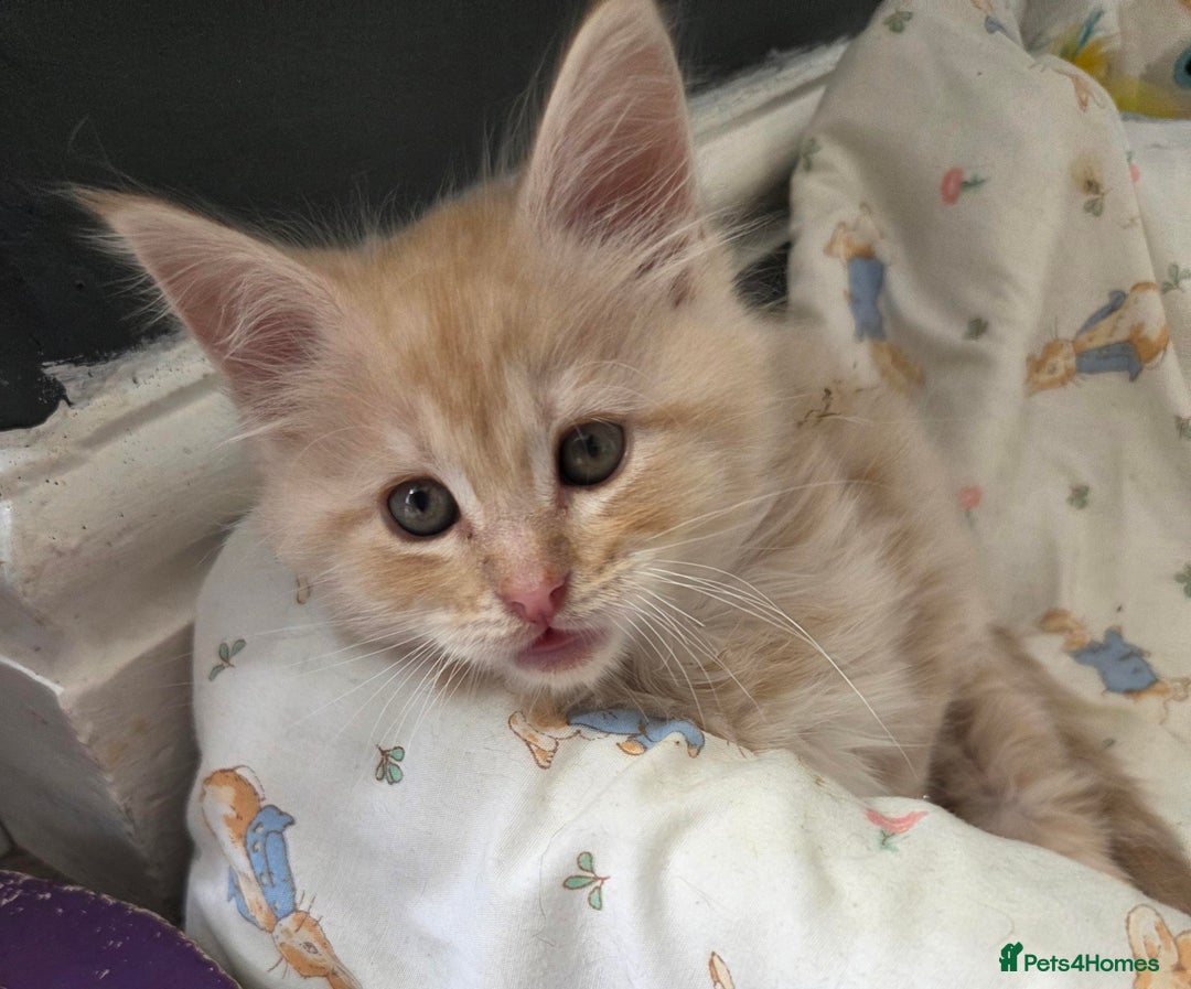 Maine Coon cats for sale: Stunning Maine Coon Kittens - Ready NOW -  - Image 14