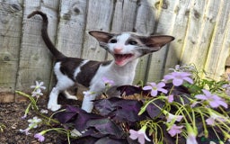 Oriental cats for sale: A truly exceptional Oriental blue bicolour boy - Image 2