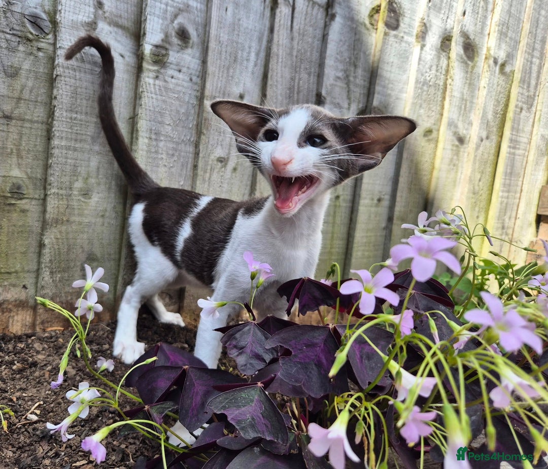 Oriental cats for sale: A truly exceptional Oriental blue bicolour boy - Image 2