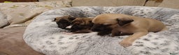 Whippet dogs for sale: KC  REG WHIPPET PUPS - Advert 31