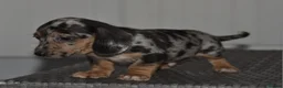 Dachshund dogs for sale: Super cute dachshund puppies - Advert 5