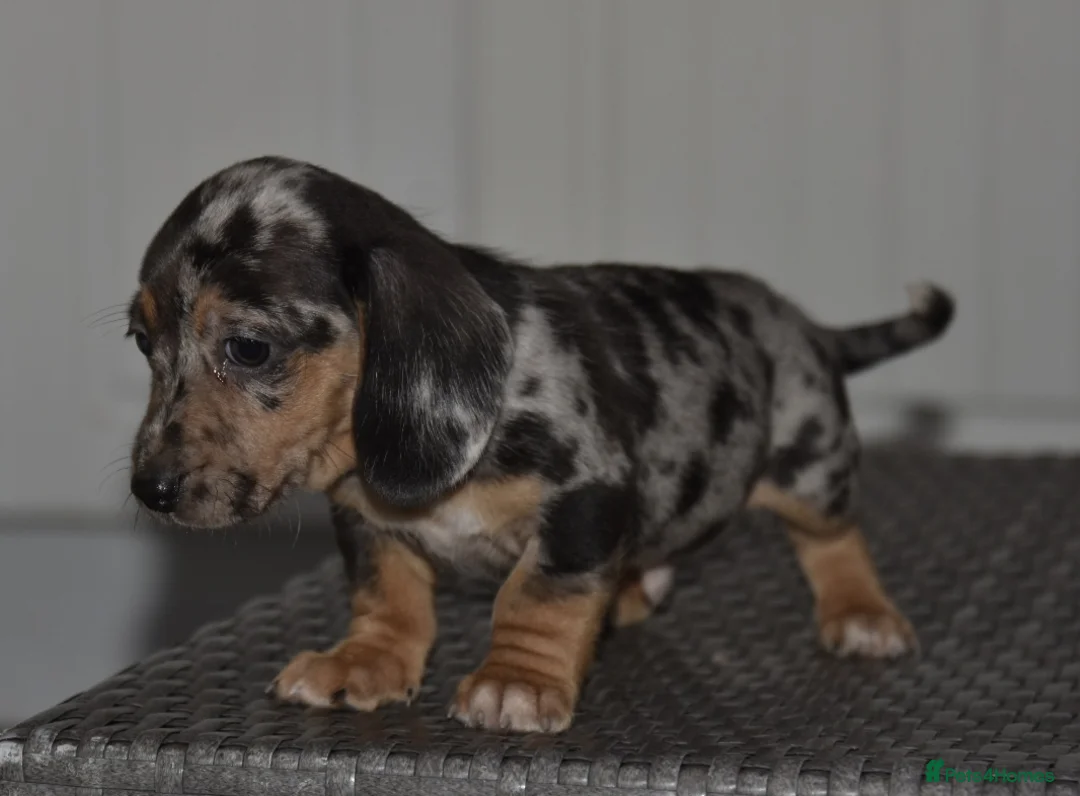 Dachshund dogs for sale: Super cute dachshund puppies - Advert 5