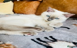 Ragdoll cats for sale: SILKY GCCF PEDIGREE RAGDOLL - Championline  in London - Image 6