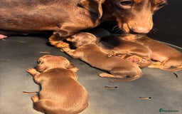 Dachshund dogs for sale: Miniature Dachshund Puppies  - Image 6