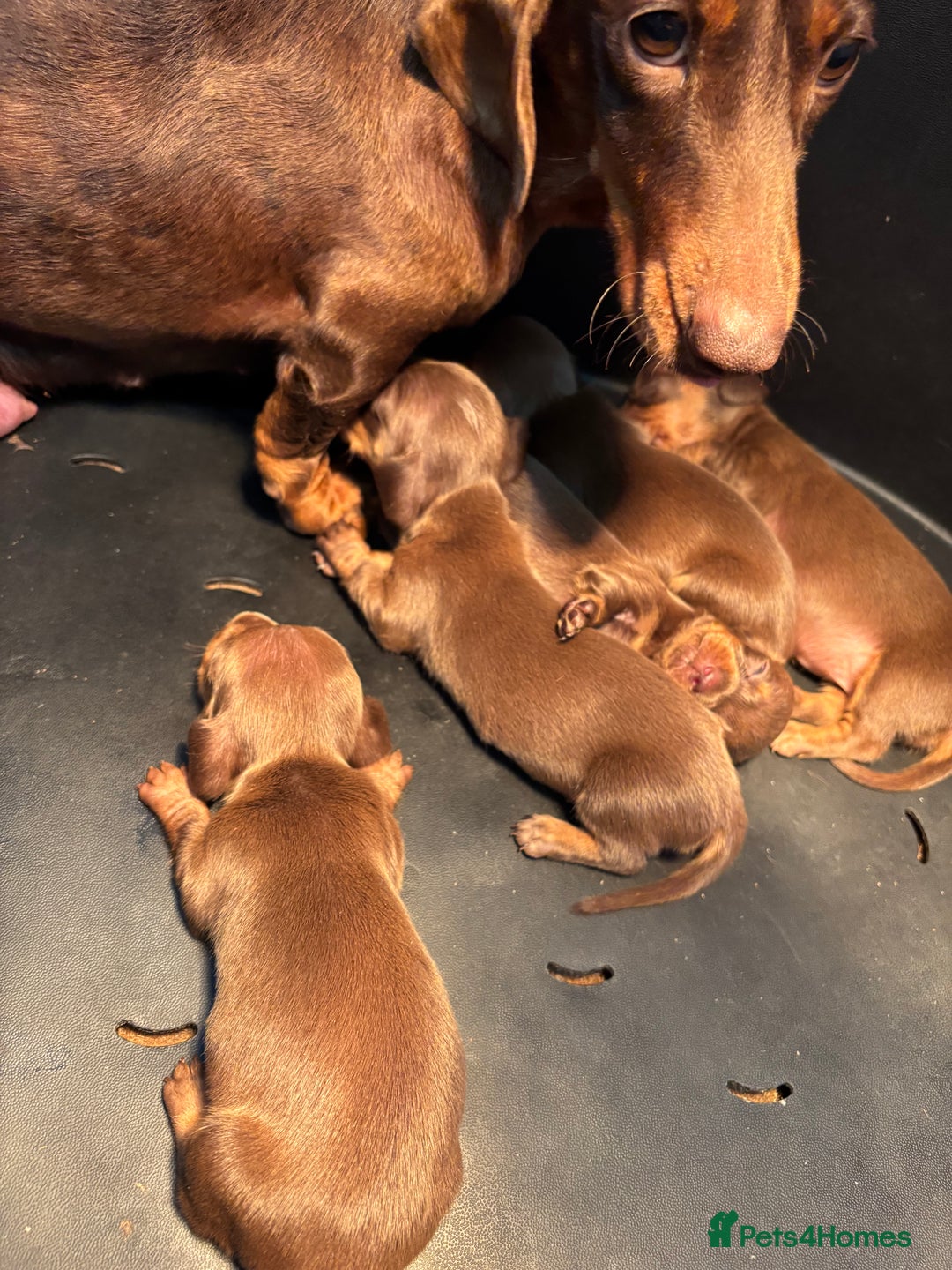 Dachshund dogs for sale: Miniature Dachshund Puppies  - Image 6