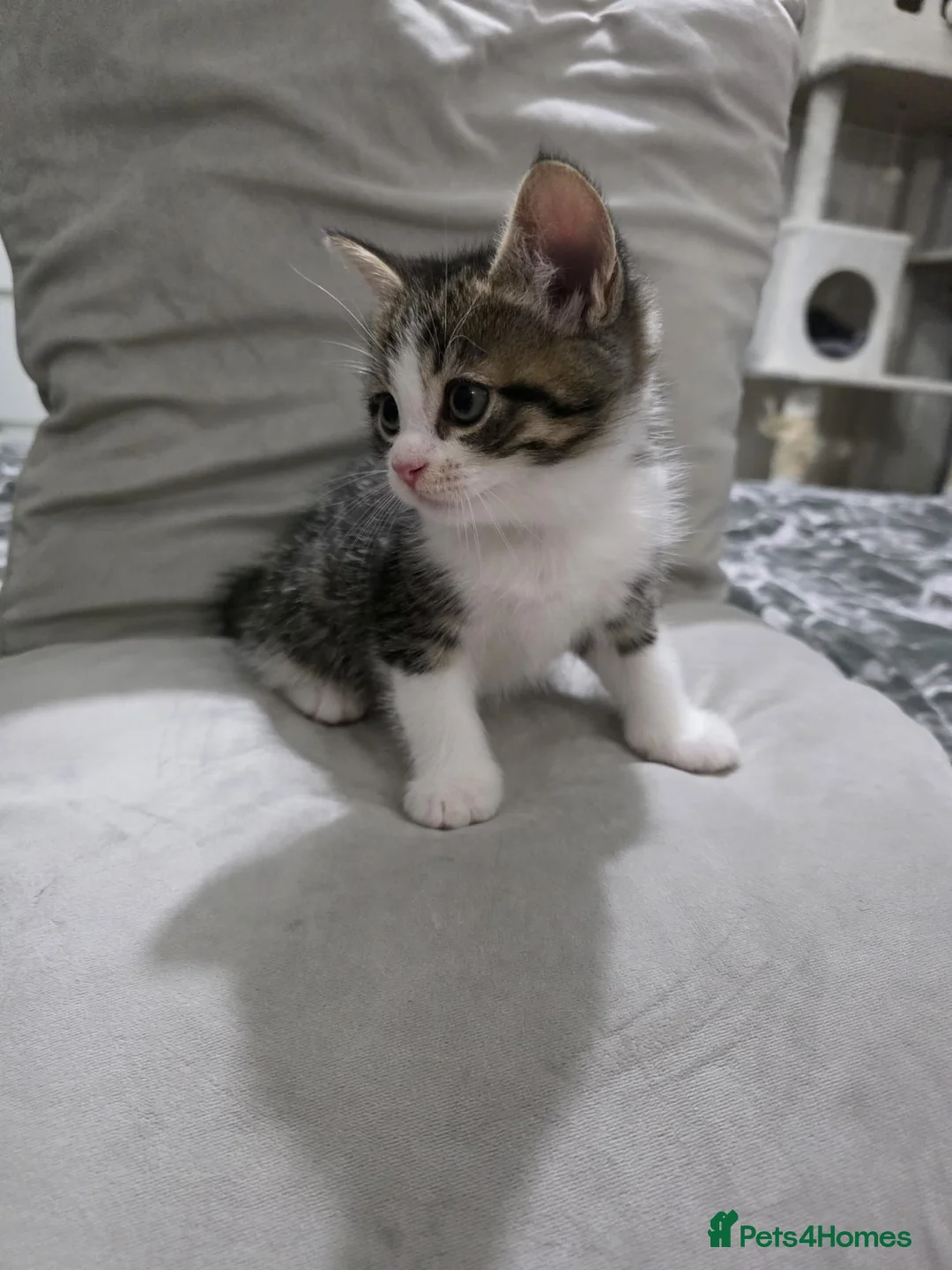 Mixed Breed cats for sale: 7 week old kittens in Manchester - Advert 6