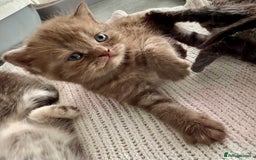 British Shorthair cats for sale: British Shorthhair Kittens  - Image 1