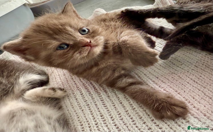 British Shorthair cats - Advert 3