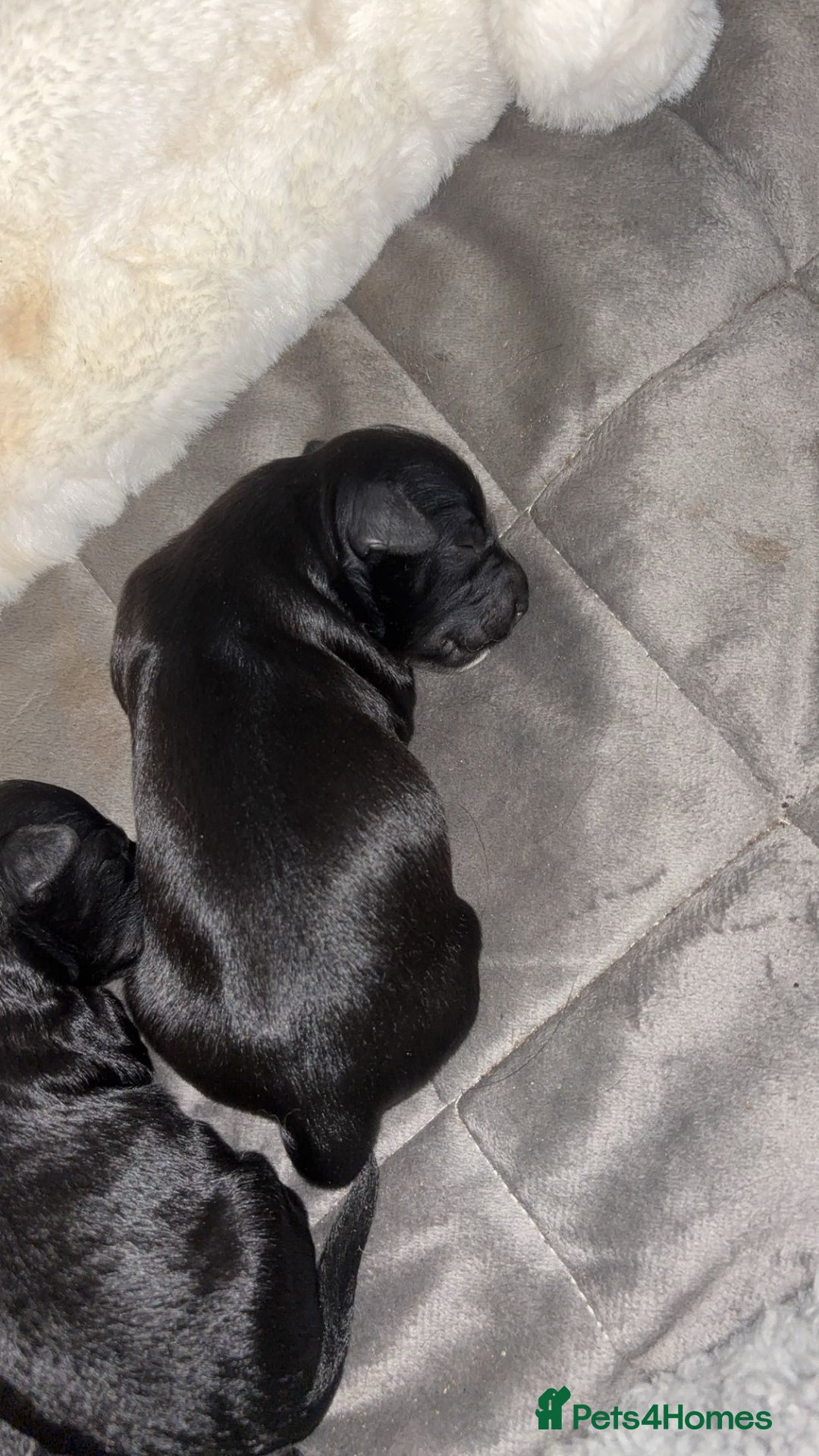 Mixed Breed dogs for sale: Cockapoochon puppies - Image 2