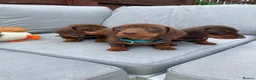 Miniature Dachshund dogs for sale: Chocolate boys 🐾 in Chatham - Advert 6