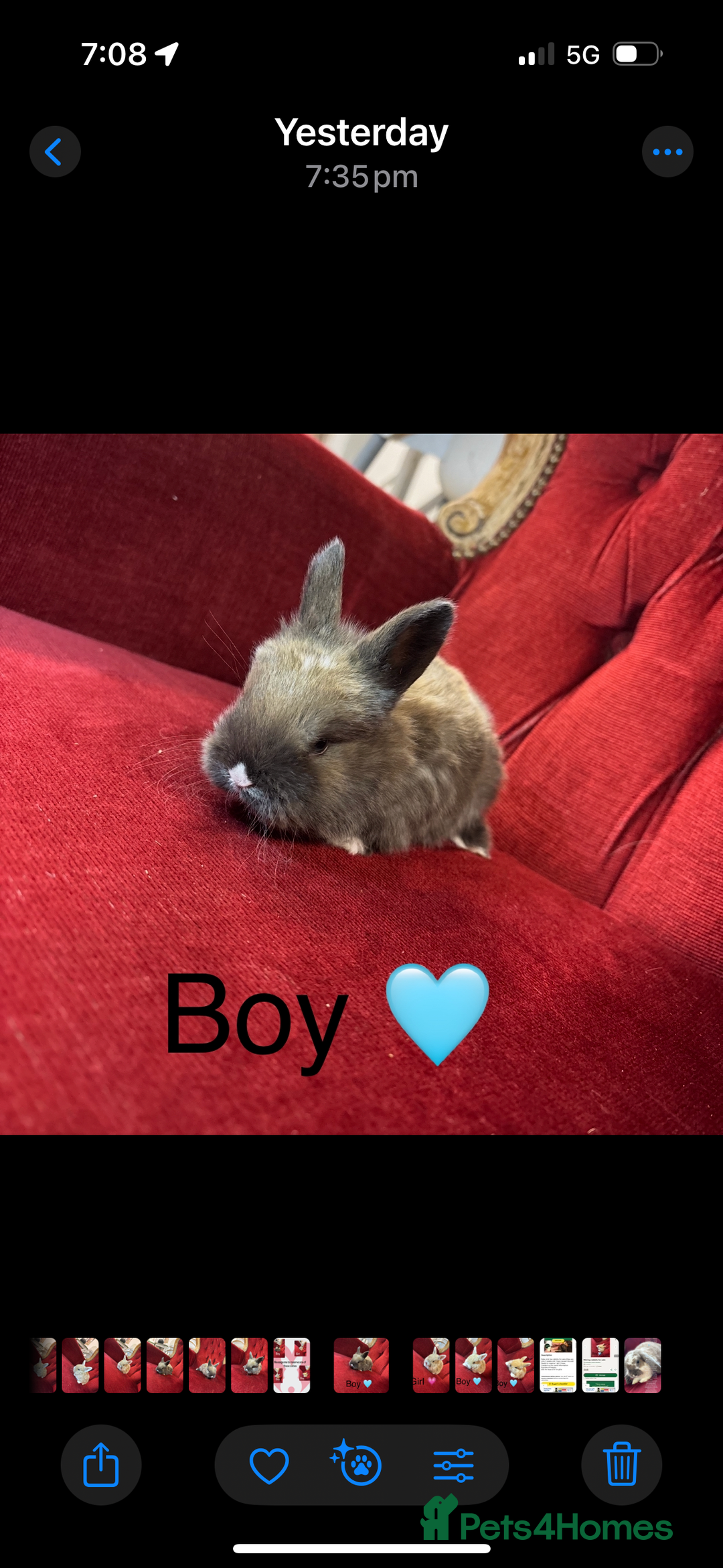 Mini Lop rabbits for sale: Full bred Mini lop babies  - Advert 4