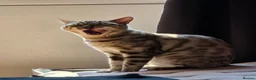Bengal cats for stud:  Beautiful Snow Bengal called Snow - Advert 4