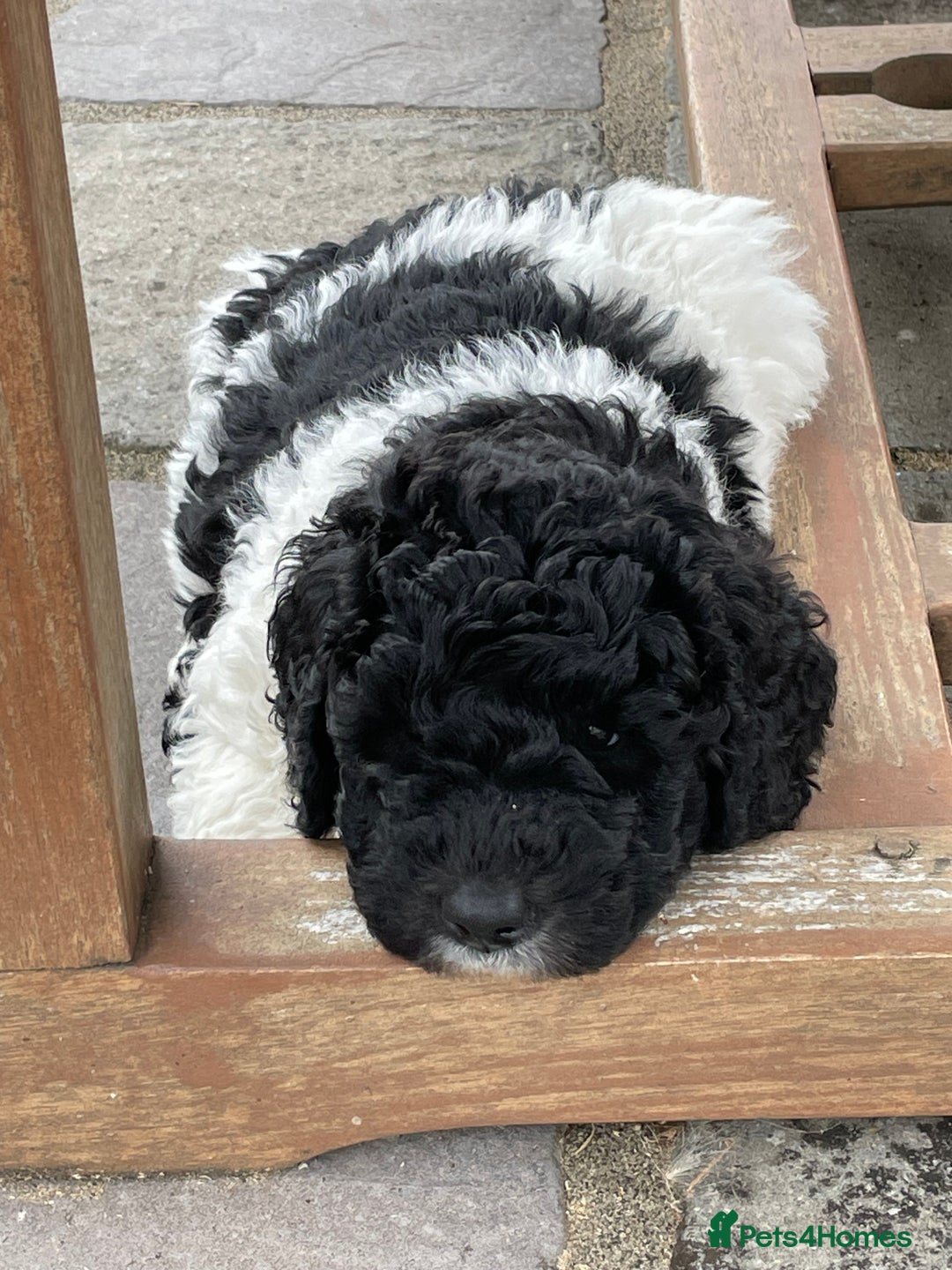 Mixed Breed dogs for sale: St Berdoodle ( St Bernard x Standard poodle) - Image 40