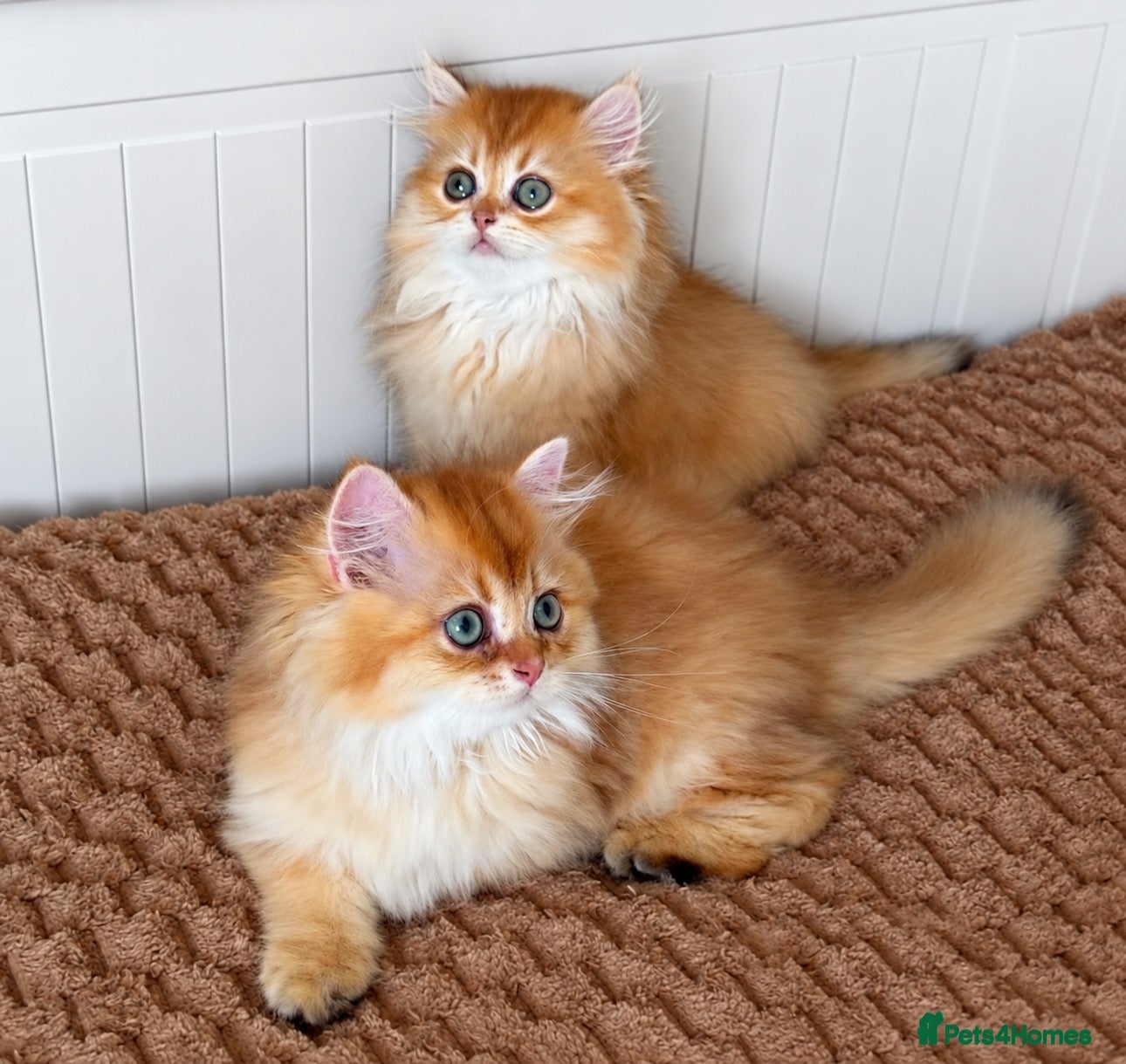 British Longhair cats Beautiful British Longhair Golden Shaded NY11  - Advert 3
