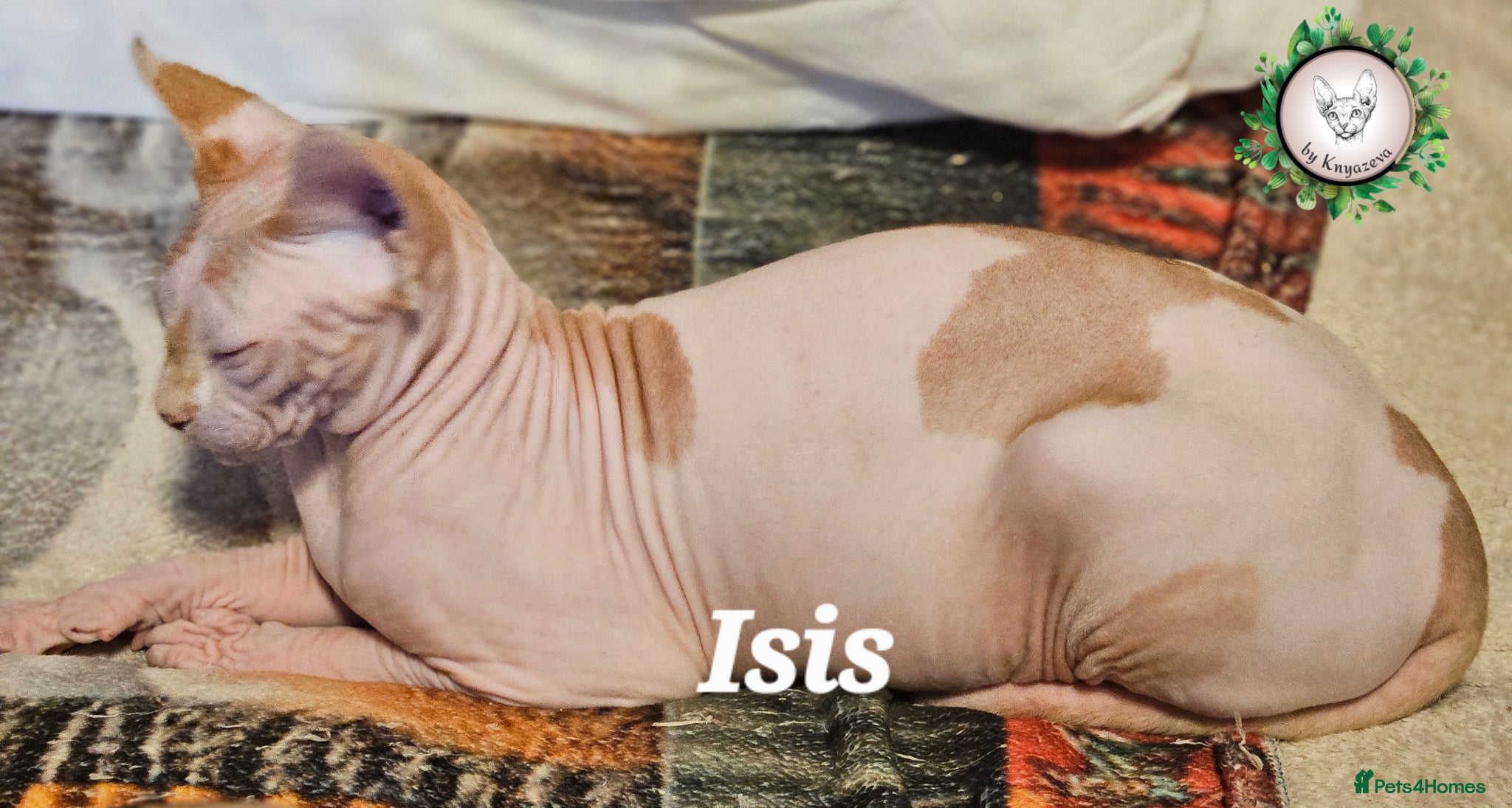 Sphynx cats Adorable Canadian Sphynx Champion father line.  - Advert 5