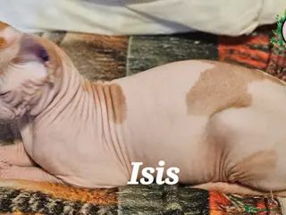 Sphynx cats Adorable Canadian Sphynx Champion father line. - Advert 5