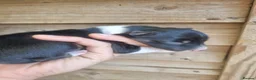 Border Collie dogs for sale: Long haired border collie puppies  - Advert 14