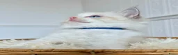 Ragdoll cats for sale: ✨ Exceptional Ragdoll Kittens Ready to leave ✨ - Advert 32