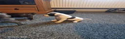 Staffordshire Bull Terrier dogs for sale: Staffordshire bull terriers - Advert 3